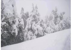 Photos : Ain Draham sous la neige Photos : Ain Draham sous la neige